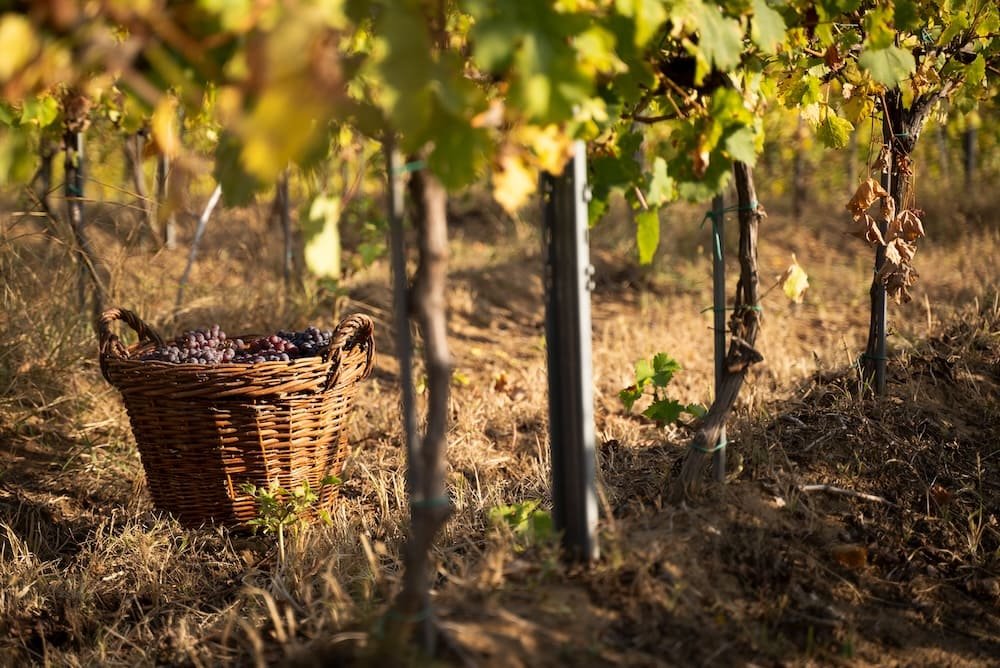Quinta do Vale Benfeito